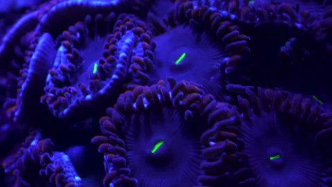 People eater zoanthid close up 4k 7sec Stock-Footage 293349682
