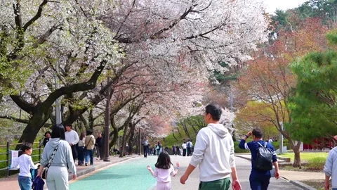 People Enjoying Cherry Blossoms on Tree Lined Walkway in Suwon South Korea .. Stock Footage 336340991