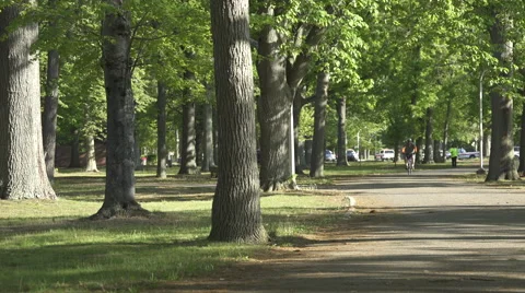 People exercising in the park (2 of 3) Stock Footage 50413833
