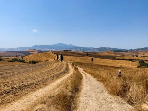 People exploring cornfields in Tuscany Stock Photos