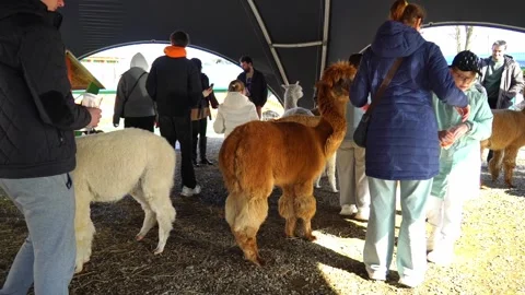 People feed and interact with llamas and alpacas at farm in bright daylight 스톡 동영상 331368635