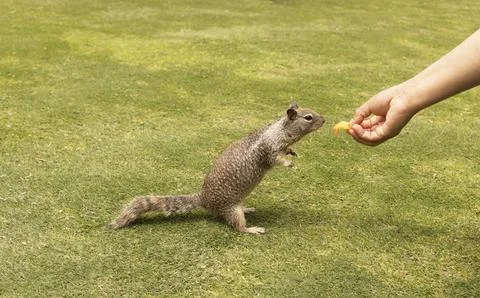 People Feed Eastern Gray Squirrel Sitting with fruits. Sciurus Carolinensis Stock Photos