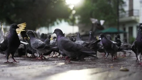 People feed flock pigeons at sunset in the city park in summer Stock Footage 160779414