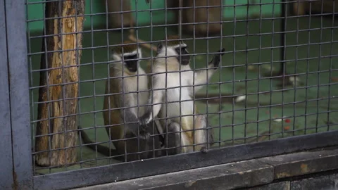 People feed funny monkeys at the Stock Video Pond5