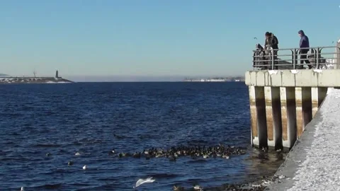 People feed mallard ducks on a pond 1 Video stock 169650153