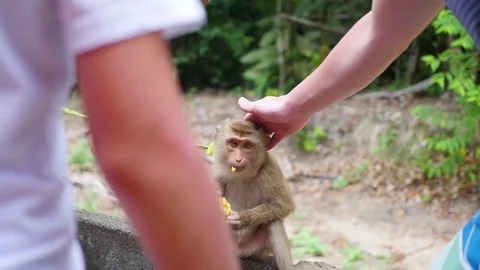 People feed the monkey bananas and touch it. PHANGAN, THAILAND 库存影片 75238693