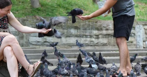 People feed pigeons with bread and millet in the city park Stock Footage 207012930