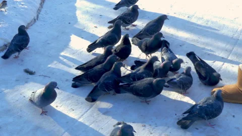 People feed the pigeons Stock Footage 89665575