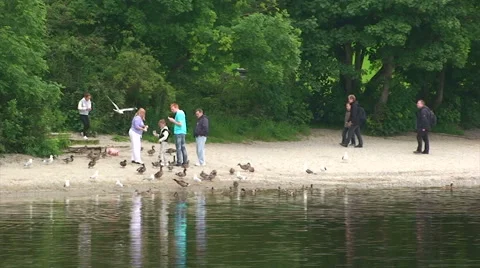 People feeding ducks on the beach Stock Footage 39987557
