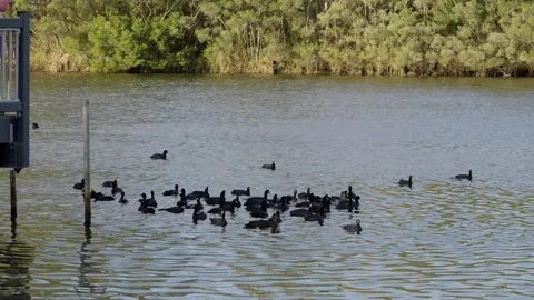 People Feeding Ducks From Platform as Flock Swims in Lake Stock-Footage 319924934