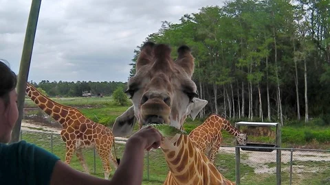 People feeding giraffe Video stock 96192382