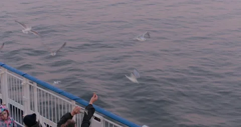 People feeding seagulls from a deck of a ship Stock Footage 96830383