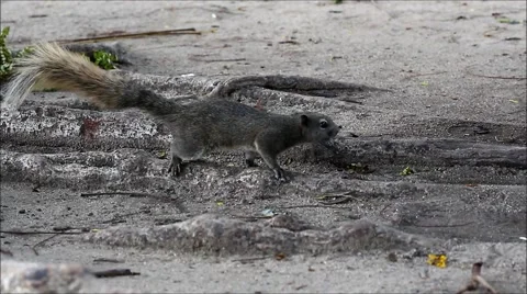 People feeding squirrel Stock Footage 64878879