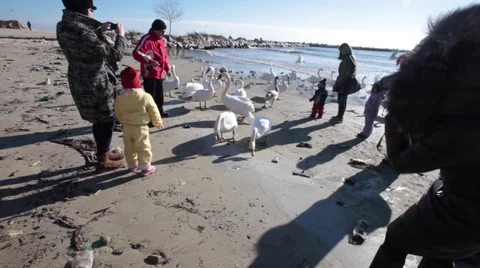 People feeding swans on a beach Stock Footage