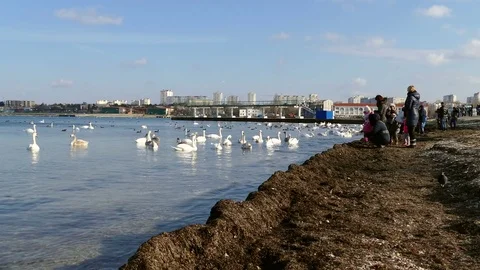 People feeding swans. Stock Footage 71289415