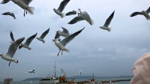 People on the ferry feed the gulls hovering in the air. Slow motion Stock Footage 84161098