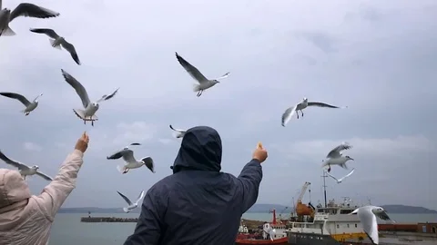 People on the ferry feed the gulls hovering in the air. Slow motion Stock Footage 84161111