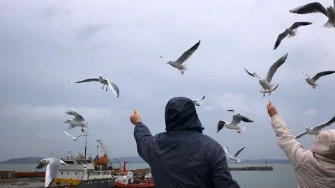 People on the ferry feed the gulls hovering in the air. Slow motion Stock Footage 84161139