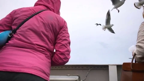 People on the ferry feed the gulls hovering in the air. Slow motion Stock Footage 84161164
