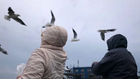 People on the ferry feed the gulls hovering in the air. Slow motion Stock Footage 84161185