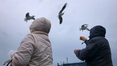 People on the ferry feed the gulls hovering in the air. Slow motion Stock-Footage 84161193