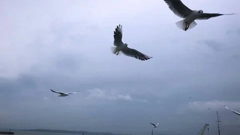 People on the ferry feed the gulls hovering in the air. Slow motion Stock Footage 84161216