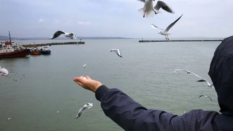People on the ferry feed the gulls hovering in the air. Slow motion Stock Footage 84161222
