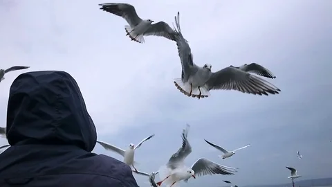 People on the ferry feed the gulls hovering in the air. Slow motion Stock Footage 84161232