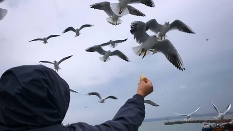 People on the ferry feed the gulls hovering in the air. Slow motion Stock Footage 84161236