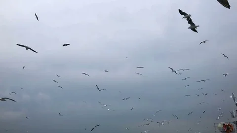 People on the ferry feed the gulls hovering in the air. Slow motion Stock Footage 84161245