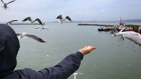 People on the ferry feed the gulls hovering in the air. Slow motion Stock Footage 84161255