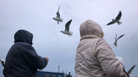 People on the ferry feed the gulls hovering in the air. Slow motion Stock Footage 84161266