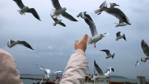 People on the ferry feed the gulls hovering in the air. Slow motion Stock Footage 84161268
