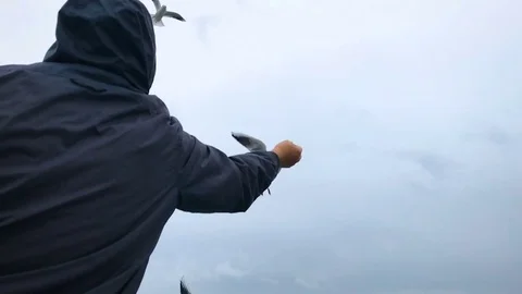 People on the ferry feed the gulls hovering in the air. Slow motion Stock Footage 84161281