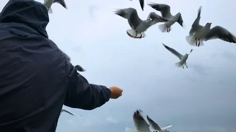 People on the ferry feed the gulls hovering in the air. Slow motion Stock Footage 84161282