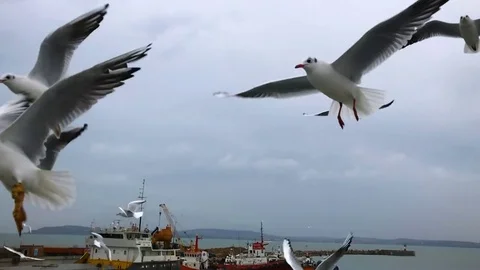 People on the ferry feed the gulls hovering in the air. Slow motion Stock Footage 84161306