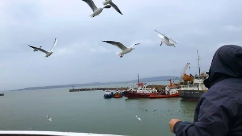 People on the ferry feed the gulls hovering in the air. Slow motion Stock Footage 84161307