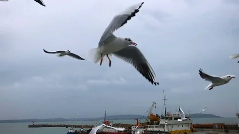 People on the ferry feed the gulls hovering in the air. Slow motion Stock Footage 84161332