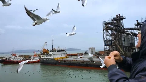 People on the ferry feed the gulls hovering in the air. Slow motion Stock Footage 84161337