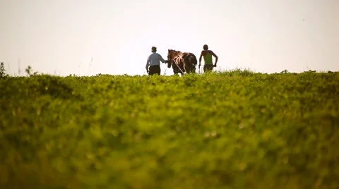 People in the field Video stock 957305
