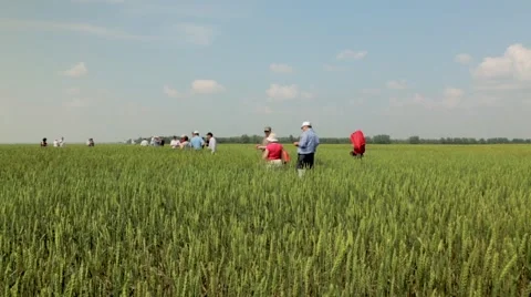 People in field of wheat Stock Footage 48769347