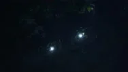 People With Flashlights Are Running Around Forest In The Dark At Night Stock Footage