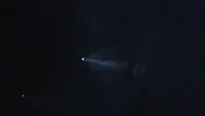 People With Flashlights Are Running Around Forest In The Dark At Night Stock Footage
