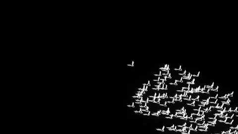People Following alpha Stock Footage 341106903