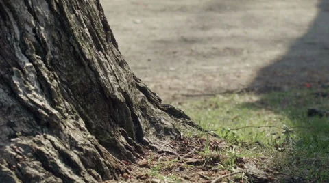 People footsteps behind tree in park Stock Footage 50267589