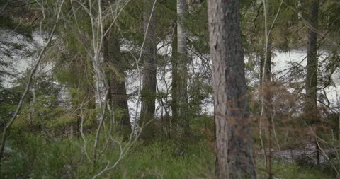 People in the forest Stock Footage 233959664