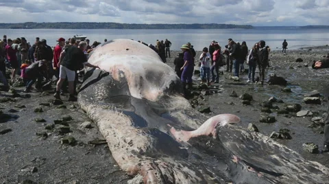 People gather to view and touch dead whale carcass Stock Footage 62817400