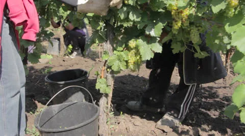 People gathering grapes to buckets in vineyard Stock Footage 24690959
