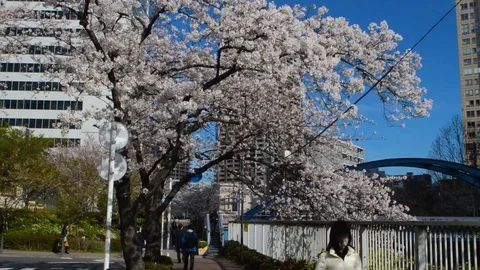 People going to work in a spring day 動画素材 127035442