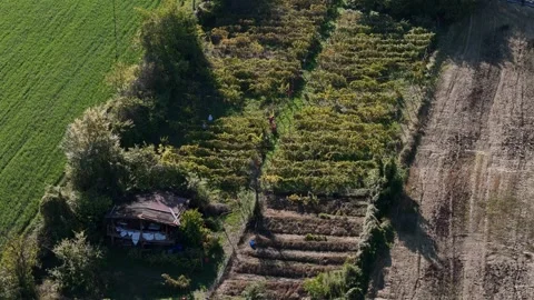 People hand picking ripe grapes from rows of leafy vines in late summer during Stock Footage 321499083